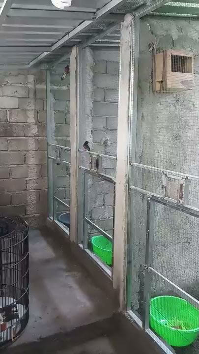 Ukuran dan model kandang ternak yg bagus untuk ternak murai batu
