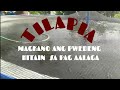 magkano ang pwede kitain sa pagaalaga ng tilapia sa  5 meters circular fish tank