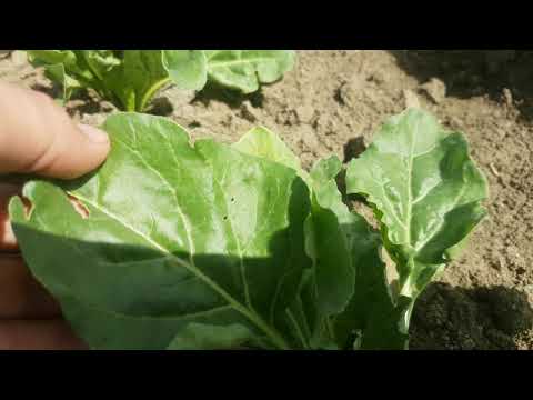 Video: Neden Diyetinizde Yapraklı Pancar Yemelisiniz - Sebzeler Arasında Süper Bir Gıda