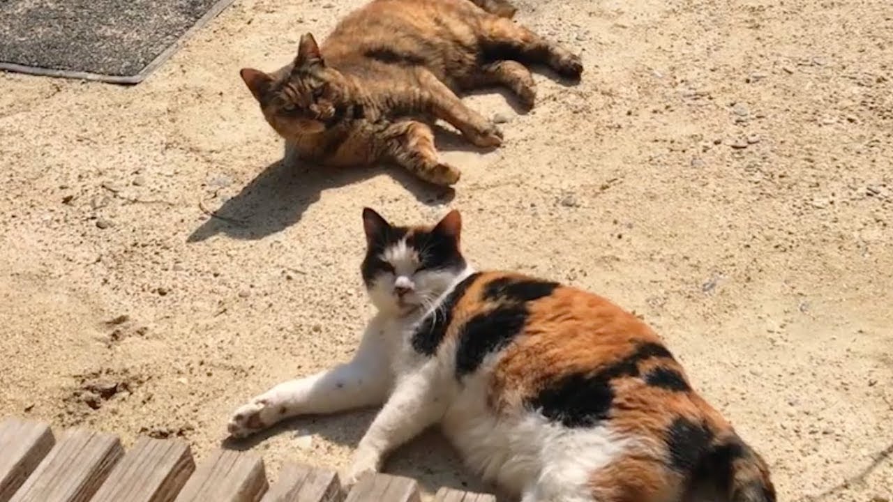 The Last Of Two Animals Sand Bathing Competition Japanese Garden And Two Cats Youtube The Last Of Two Animals Sand Bathing Competition Japanese Garden And Two Cats Youtube