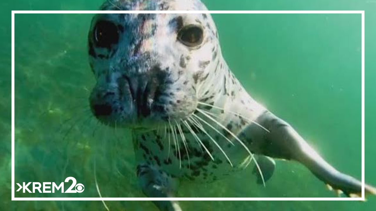 Environment Northwest: Ice swimmers searching for cold water