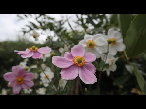 Vídeo: Què és una anemona japonesa: com cultivar plantes d'anèmona japonesa