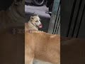 وبعدين بقا ياعم علي