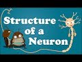 Structure of a neuron  aumsum kids science education children