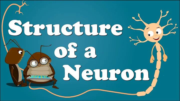 Structure of a Neuron | #aumsum #kids #science #education #children - 天天要聞