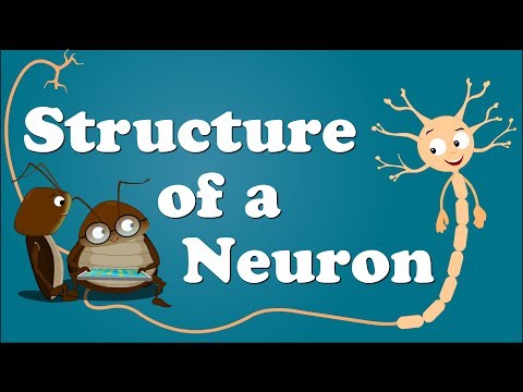 Structure of a Neuron | #aumsum #kids #science #education #children