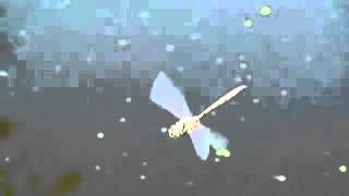 Dragonflies Inspire Better Robot Vision