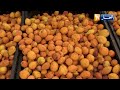 تندوف  مولاي إدريس يتحدى الظروف و ينجح في تطوير شجرة الأرقان نجومي