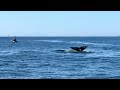 Whale watching out of Depoe bay, Oregon