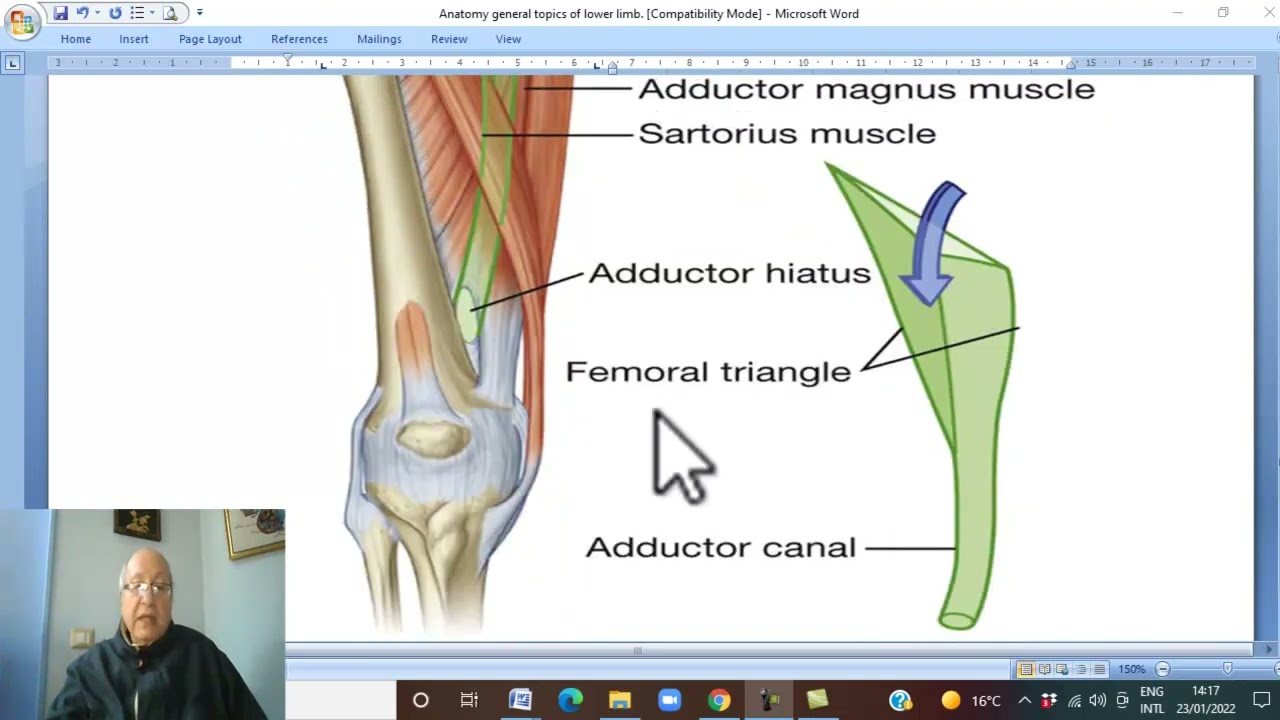 Модуль скелетно-мышечного аппарата, Анатомия нижней конечности на арабском языке 41 (Приводящий к...