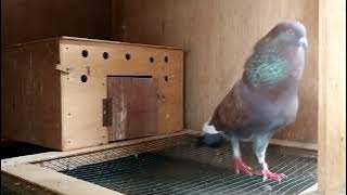 Suara Burung Merpati | Suara Burung Dara