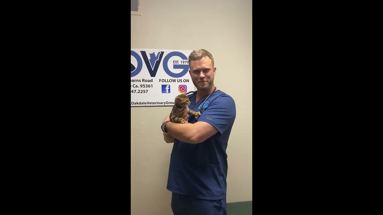 Everything You Need To Know About Cat Nutrition