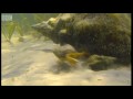 Giant Horse Conch and Burglar Hermit Crabs | Blue Planet | BBC Earth