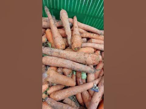 Морковь.Магнит. Белебей. Опять удивляют. - YouTube