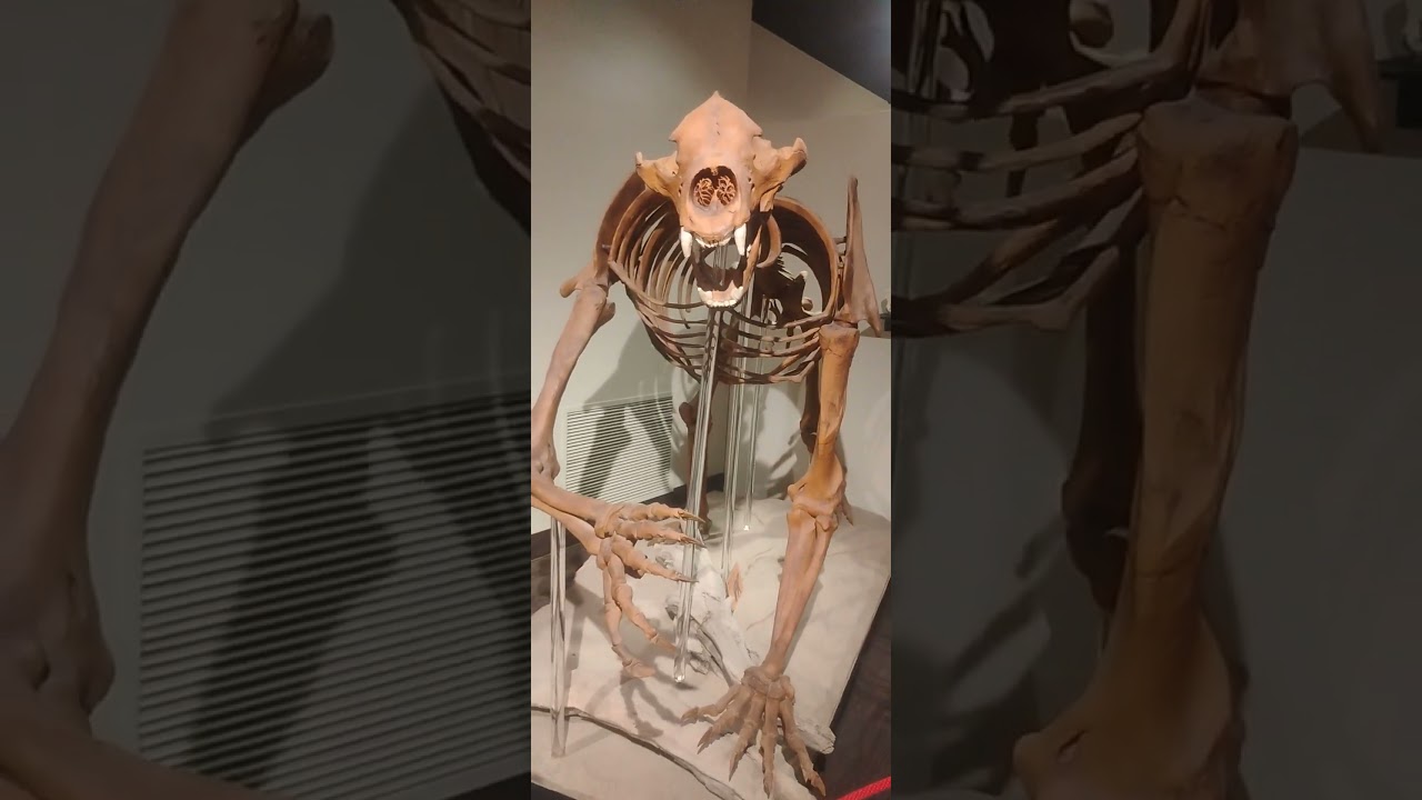 Imagine facing a giant short faced bear in prehistoric America, 13,000 BC?