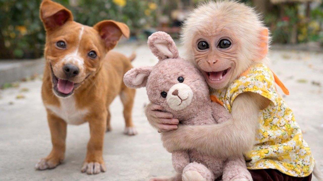 Песенка про обезьянку Бабу, щенка Бона и маленького плюшевого мишку – самая милая версия на свете!