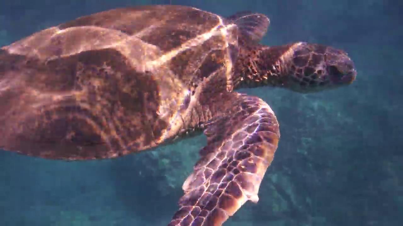 Maui Snorkeling Makena YouTube