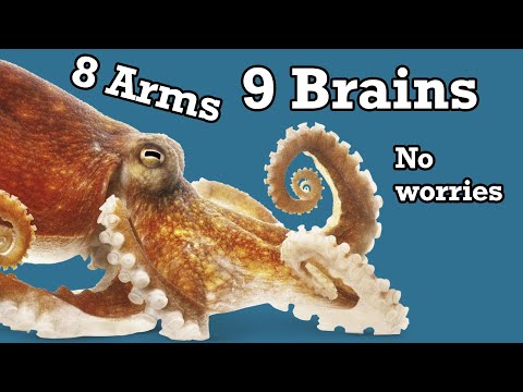 Mollusks: Octopus Brains and Sustainable Seafood