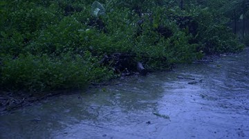 Listen to the rain on the forest path, relax, reduce anxiety, and sleep deeply