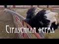 Страусиная ферма. Шоу Котиков. Мастеркласс.