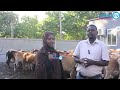 NGO MBE ZAID YA 250 KUCHINJWA SIKUKUU YA IDD NGO MBE ZAID YA 250 KUCHINJWA SIKUKUU YA IDD