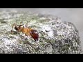 Carpenter Ant very closeup | Looks like weaver ant  #ant