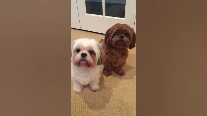 Who's Your Best Friend?