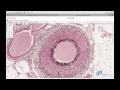 Histology Helper - Circulatory System Histology