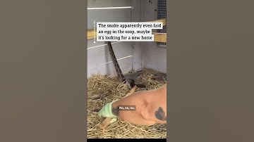 Fearless mom catches huge snake after it slithers into daughter