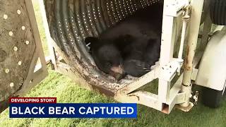 Black bear captured after days on the run