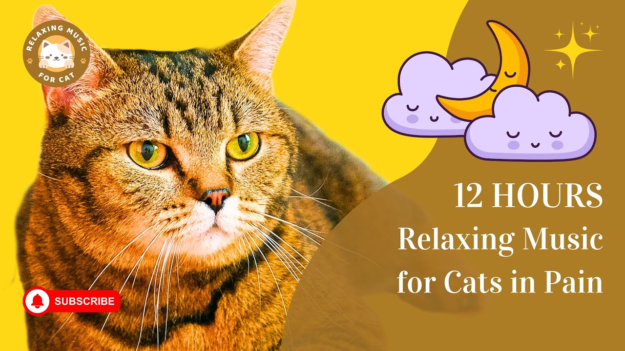 Relaxing Music for Cats in Pain 12 Hours 🐱 Relaxing Music for Cat YouTube
