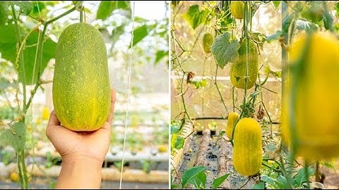 Dưa nước nhà trông sạch, thơm ngon | Nông Nghiệp Tây Nguyên