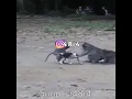 قرد يركب كلب عيييييييب مش كده حته القرد تعبين قرد يركب كلب عيييييييب مش كده حته القرد تعبين