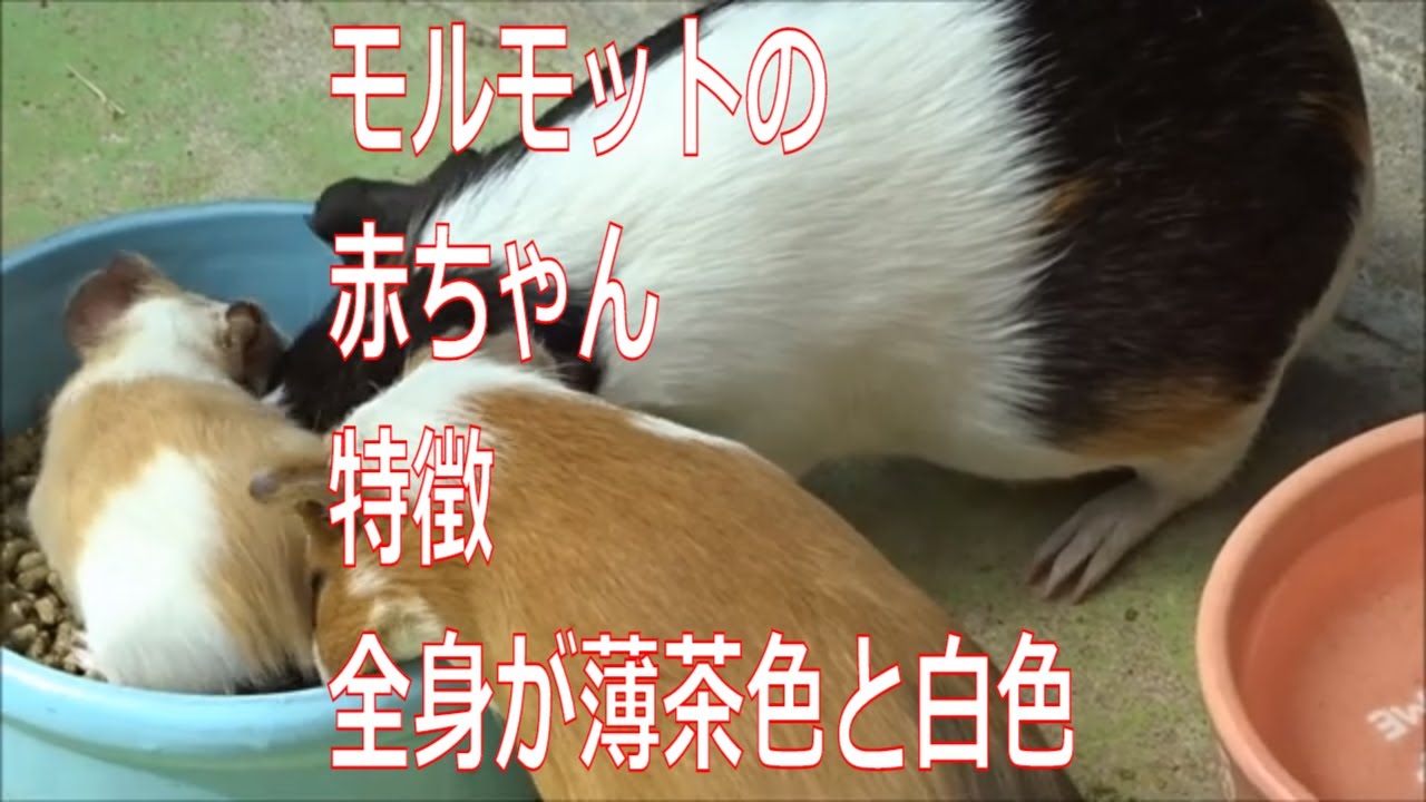 モルモットの赤ちゃんが生まれました