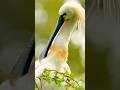 අම්මෝ මුගේ හොටේ දිග බලන්නකෝ" 🙄😲😯 #viral #shorts #birds