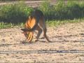 The Foundations of Competitive Working Dogs with Joanne Fleming-Plumb- Tracking 2 The Foundations of Competitive Working Dogs with Joanne Fleming-Plumb- Tracking 2