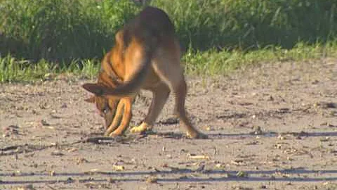 The Foundations of Competitive Working Dogs with J...