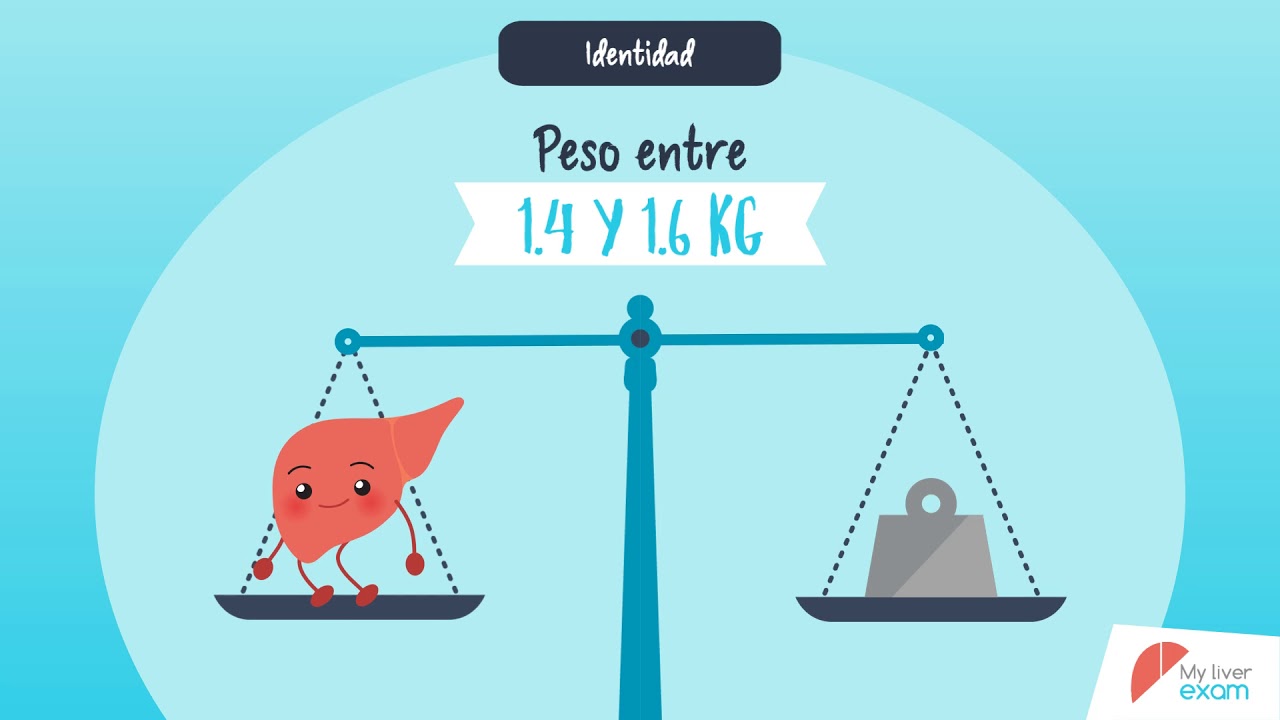 que funciones realiza el higado linear unit nuestro cuerpo