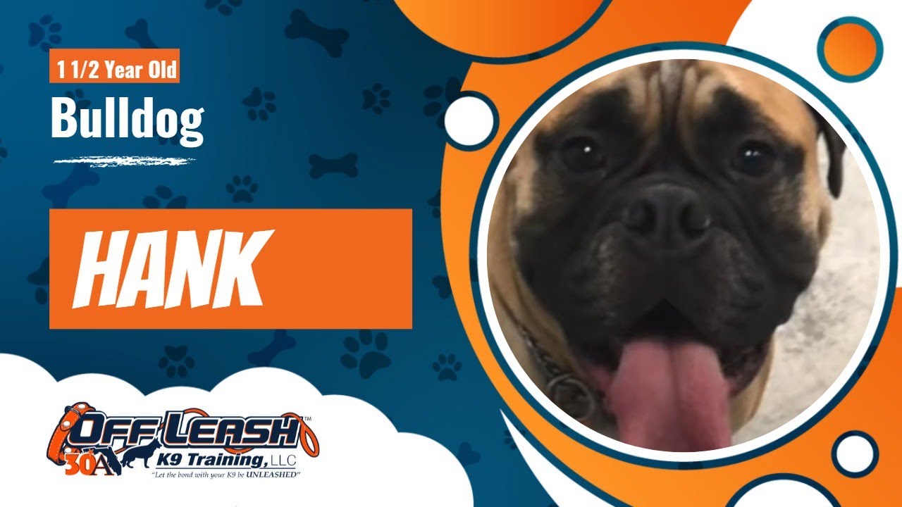 Dog Reactive Bulldog "Hank" Best Bulldog Trainers in NY! OLK9 Buff/Roc