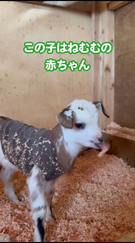 ねむむの赤ちゃんヤギ②#shorts
