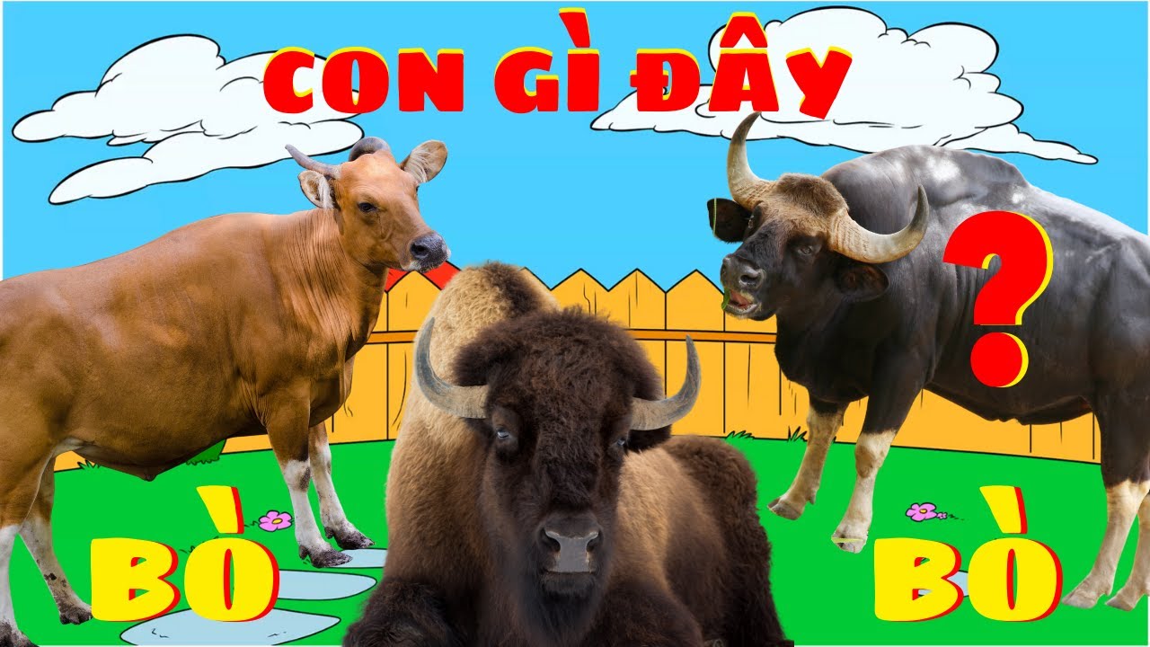 Con Gì Đây - Con Bò | Dạy Bé Học Các Loài Bò Trên Thế Giới