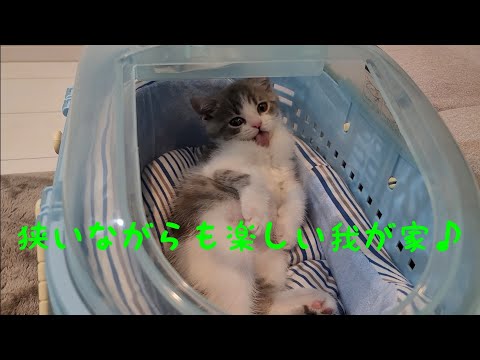 ねこのこたろう - YouTube