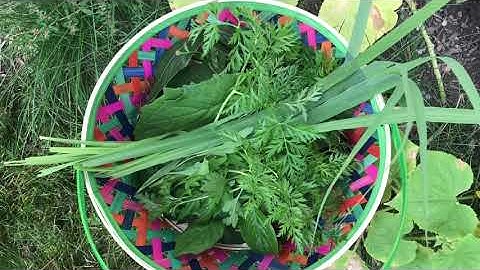 Boil chicken with herbs. Hau qaib rau tshuaj qaib 9-18-20