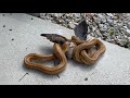 Giant yellow rat snake eats dove