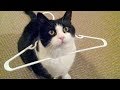 TRY NOT TO LAUGH at SUPER FUNNY ANIMAL VIDEOS - Funny ANIMAL compilation