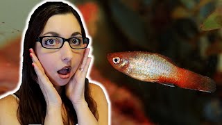 Why Your Fish Has Clamped Fins And How To Treat It 🐠 Fish Diseases