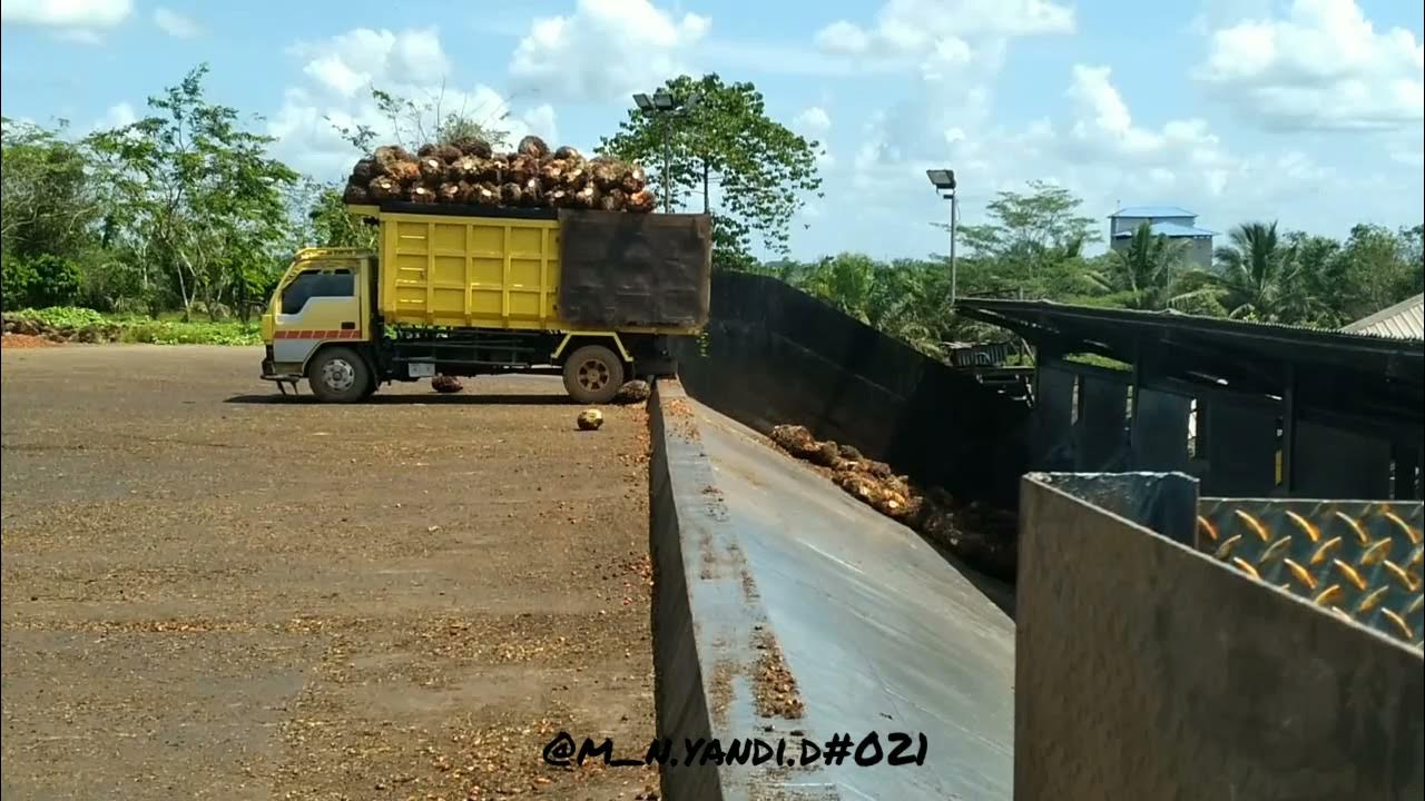 loading ramp palm oil mill YouTube