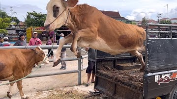 KUMPULAN SAPI LUCU POLAH NYA BIKIN KEMEKEL‼️🔥🔥🔥
