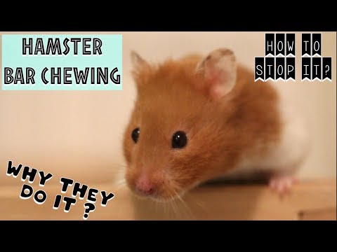 Video: How To Stop A Hamster From Chewing On A Cage