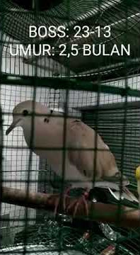 MELATIH PUTER SEJAK DINI RING BOSS: 23-13 USIA:  2,5 BULAN